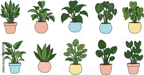 Collection of diverse houseplants in colorful pots on white background