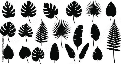 Collection of various tropical leaf silhouettes on white background