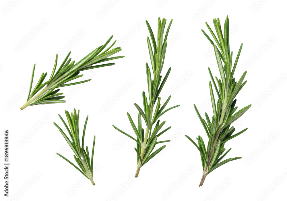Fototapeta premium Four vibrant green sprigs of fresh rosemary with pristine, needle-like leaves, isolated against a transparent background with soft shadows, concept of culinary freshness and quality.