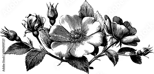 Vintage botanical frieze segment with floral engraving design for decoration