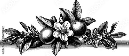 Elegant vintage botanical frieze segment design for decorative projects