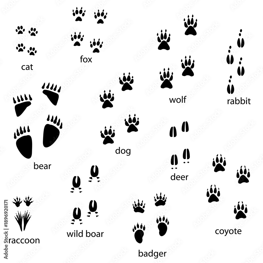 Fototapeta premium Various common animal paw print silhouettes.eps