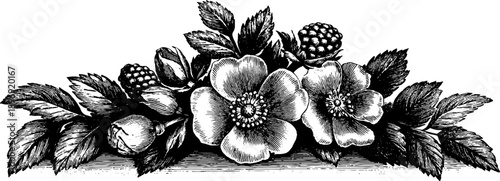 Vintage botanical heraldic panel with decorative engraving design