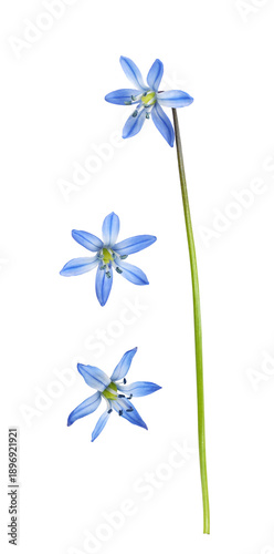 Set of blue scilla flowers ...