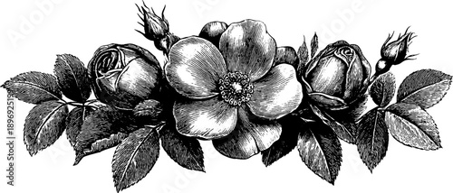 Vintage botanical rosette ornament design for decorative use