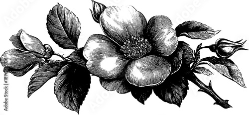 Intricate vintage botanical carved rosette ornament for decorative design