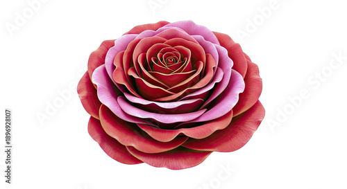 Close-up of a bicolor red and pink rose