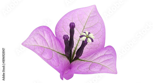 Close-up of a purple Bougainvillea flower with detailed veining