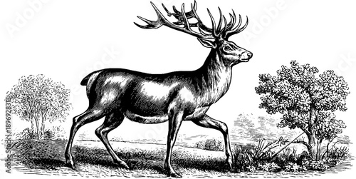 Vintage botanical engraving of a deer in forest scene with 19th century style for nature design
