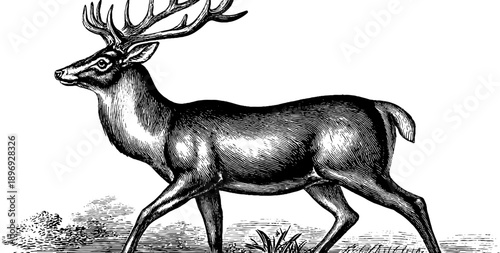 Vintage deer silhouette in botanical setting from 19th century engraving