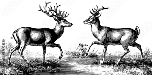 Vintage botanical engraving of deer in forest scene - 19th century style, ideal for design and decor