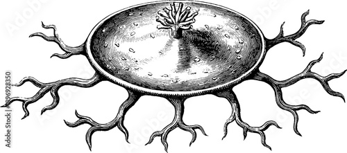 Vintage botanical engraving of microscopic marine diatom for scientific illustration