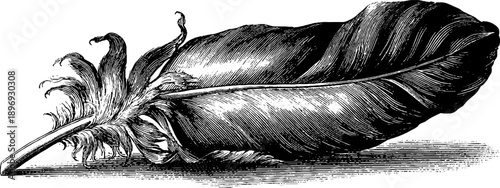 Vintage botanical engraving of down feather from the 19th century