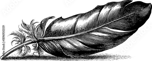 Vintage botanical down feather engraving from the 19th century for retro design