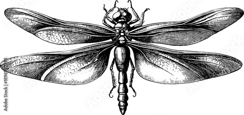 Intricate vintage dragonfly engraving with spread wings for botanical design