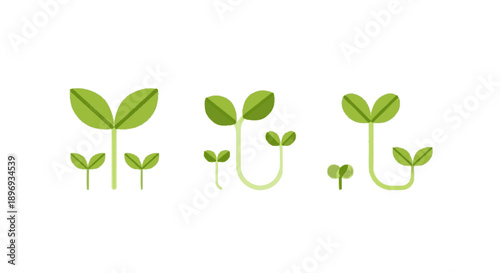 Seedlings Growing Stages Green Leaves Development.