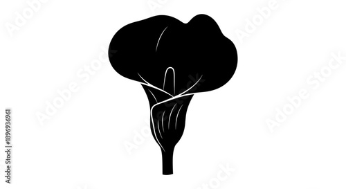 Elegant Black Calla Lily Silhouette with Detailed Veins and Curving Spathe.
