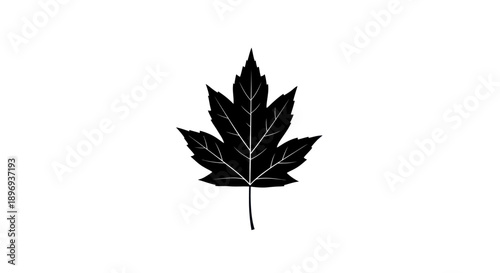 Black Silhouette of a Detailed Maple Leaf on White Background.