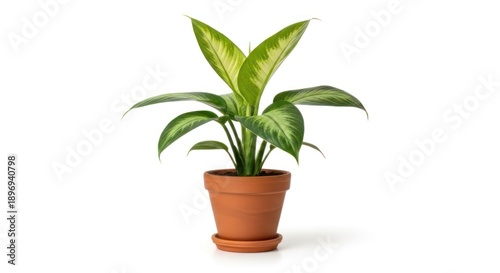 A potted plant with variegated leaves in a terracotta pot against a white background.