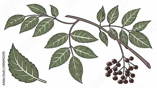 Elderberry Branch with Dark Berries and Green Leaves Illustration for Herbal Remedy Packaging Design