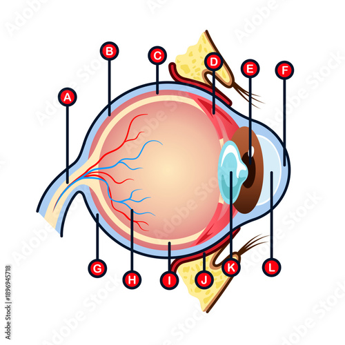 Human eye anatomy diagram with labeled markers medical education illustration