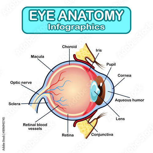 Eye anatomy infographics with labeled parts educational medical illustration
