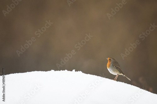 Rotkehlchen im Schnee