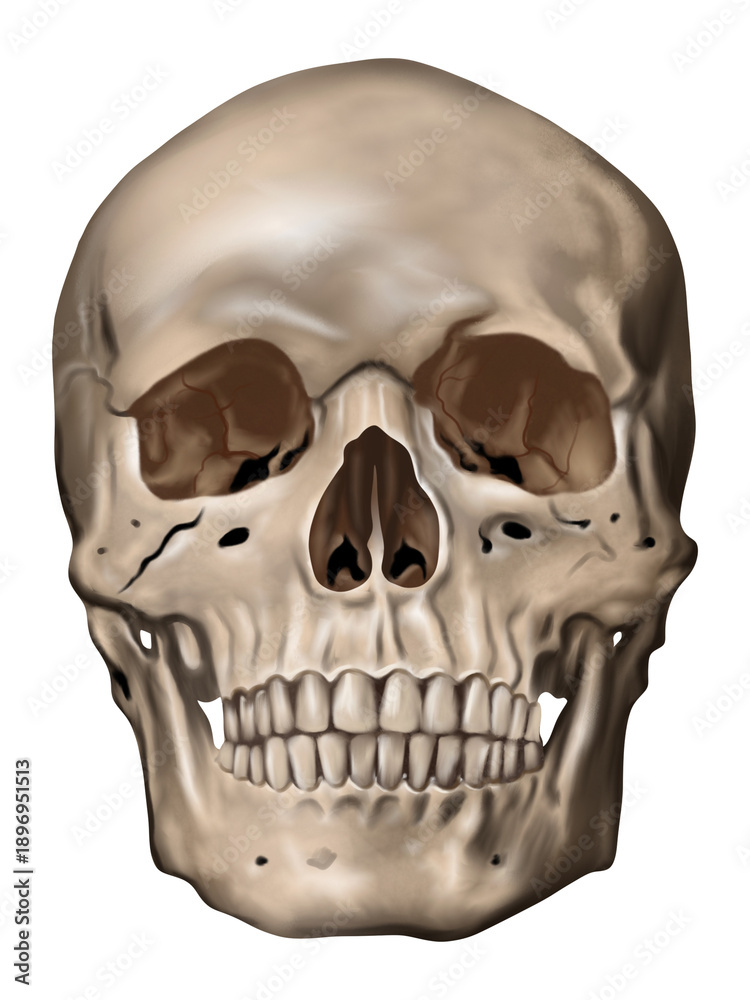 Obraz premium Front view human skull illustration, realistic anatomy skull isolated on transparent background.