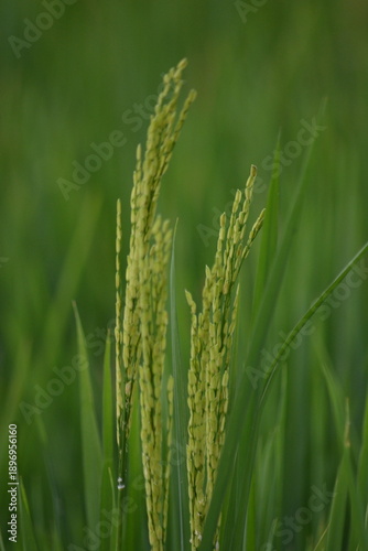 Fotografie Rice panicles closeup with smooth green background