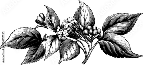 Vintage botanical engraving of early electrical circuit diagram for design and decoration