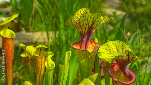 Canvastavla CLOSE UP: Detailed shot of yellow pitcherplant traps growing in a lush garden