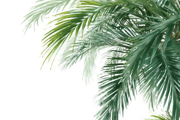 Tropical green palm leaves on transparent background for summer backdrop