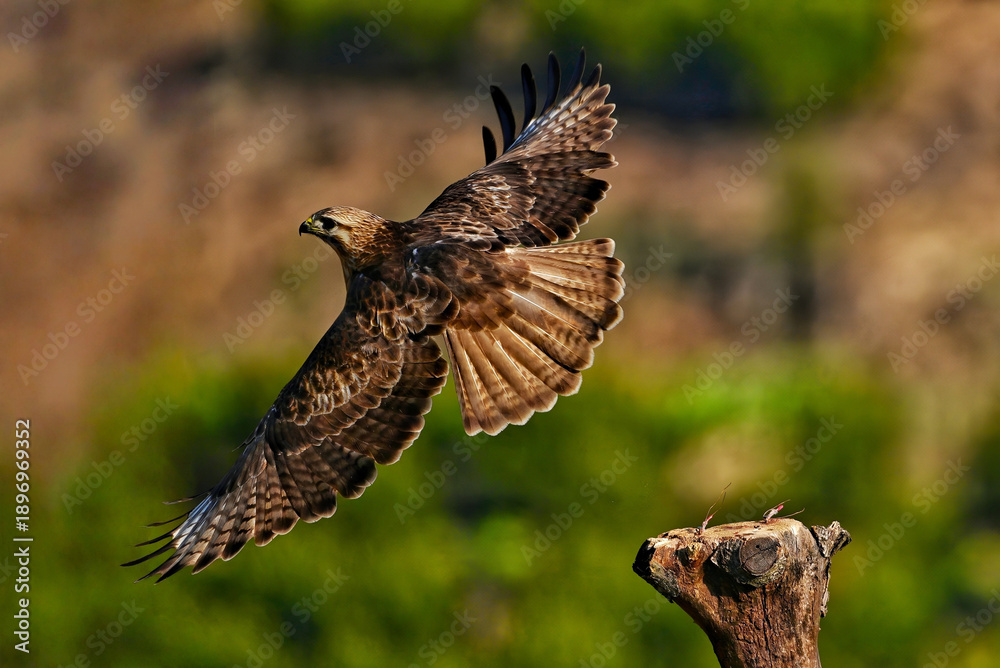 Fototapeta premium red tailed hawk in flight