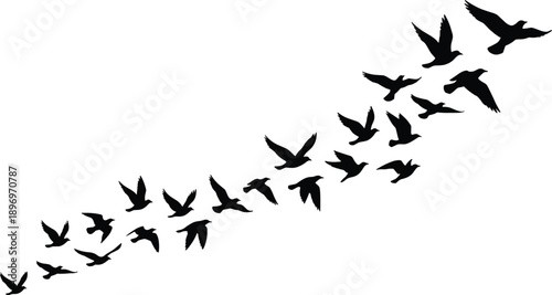 Black silhouette vector illustration of a flock of flying birds moving together in an upward diagonal formation, symbolizing freedom, migration, motion, teamwork, and successful journey.