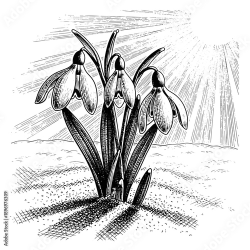 Snowdrop flowers blooming in sunlight with detailed illustration  