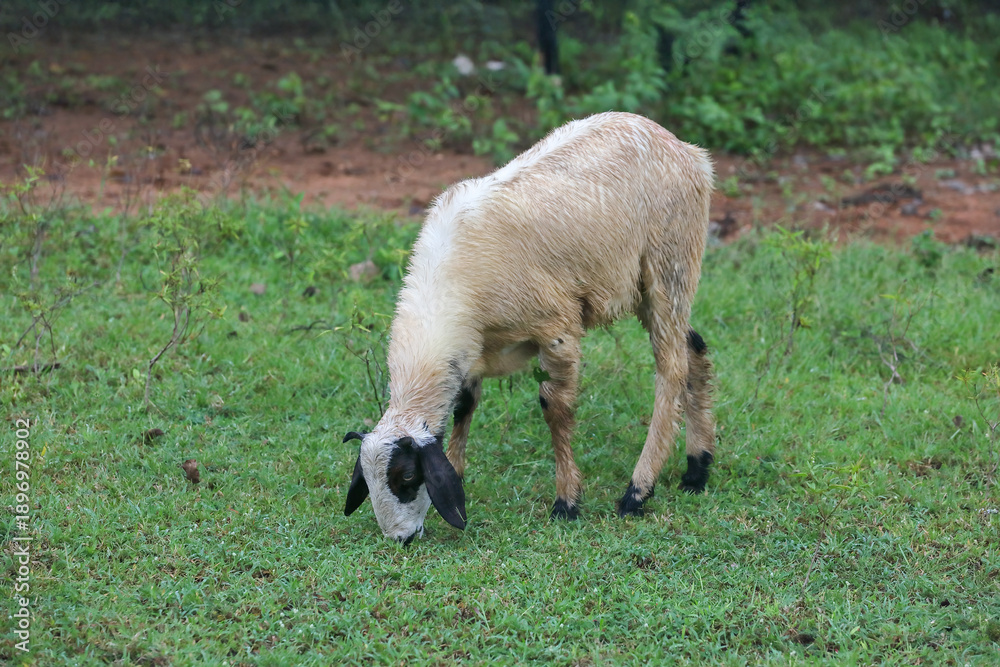 Obraz premium Sheeps are grazing in grass land