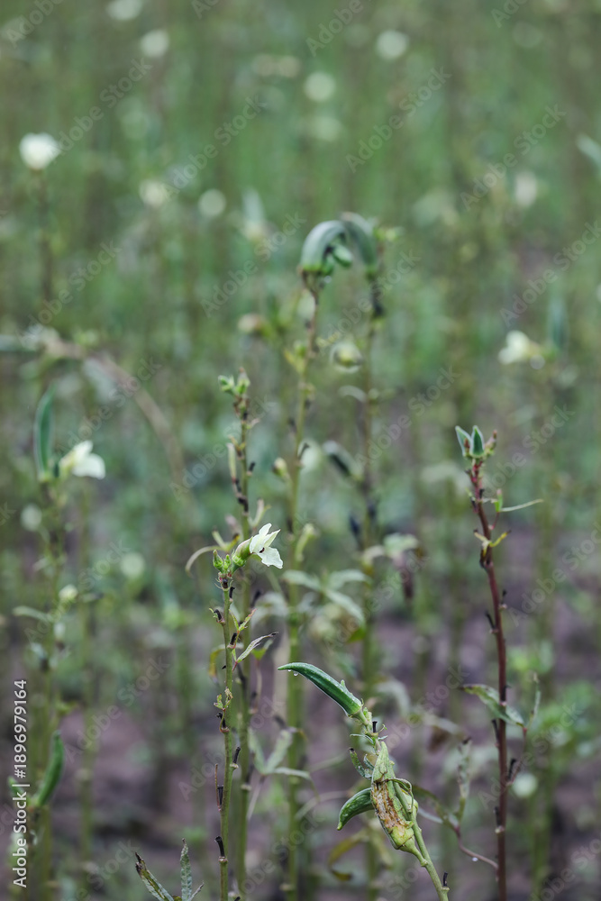 Fototapeta premium Fresh Lady Fingers or Okra green vegetable Abelmoschus Esculentus with flowers in indian garden