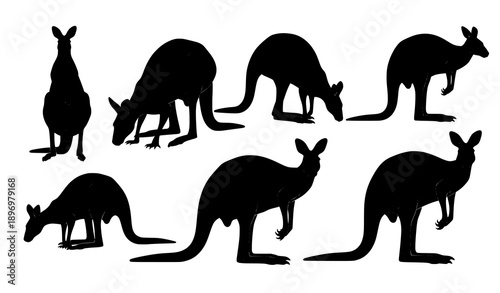 Kangaroo silhouette vector set Macropus fuliginosus in natural poses