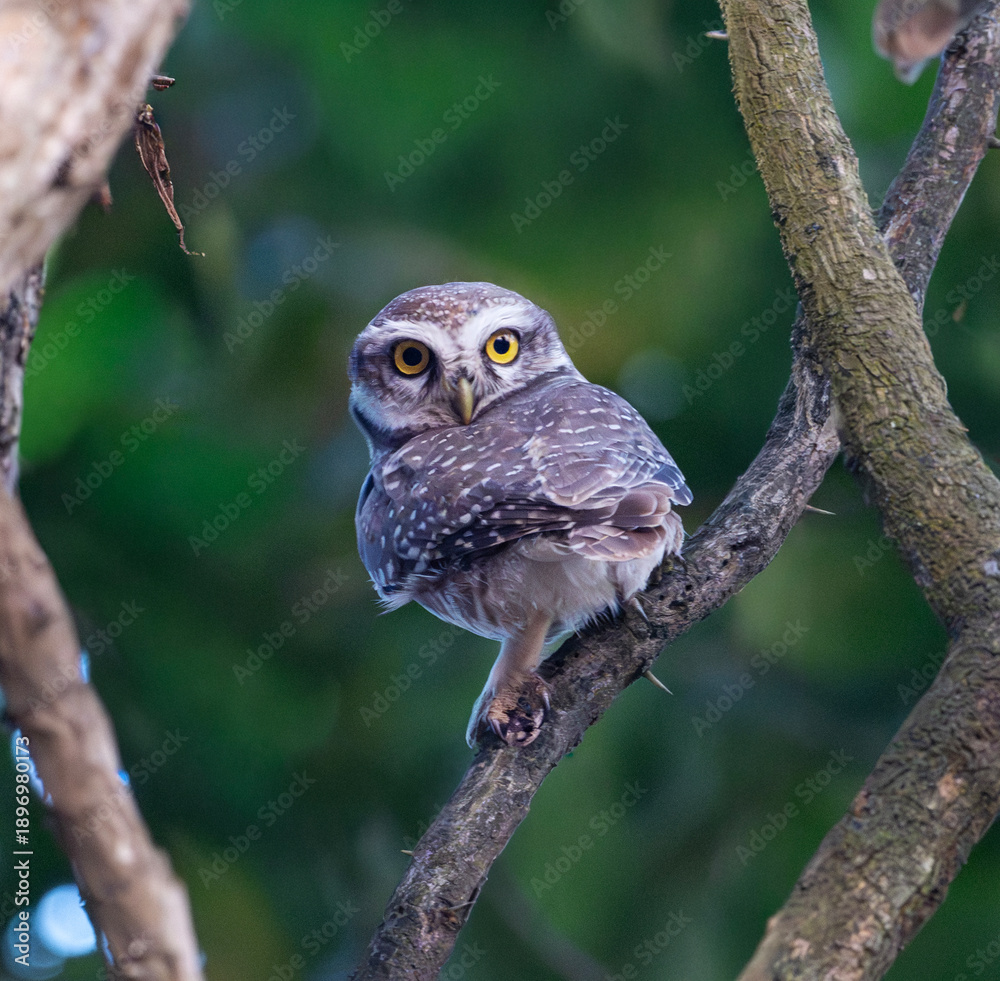 Obraz premium great horned owl