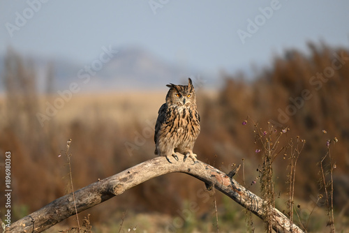 great horned owl on a branch