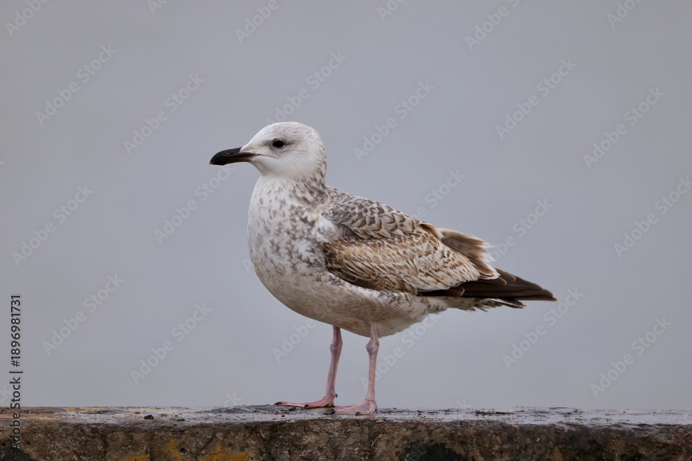 Obraz premium seagull on the beach