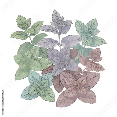 Illustration of colorful basil leaves in various shades of green, purple, and pink against a white background.