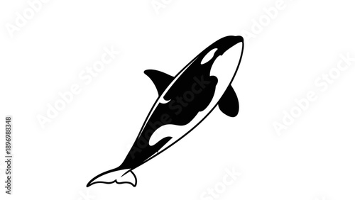 Black and White Orca Illustration.