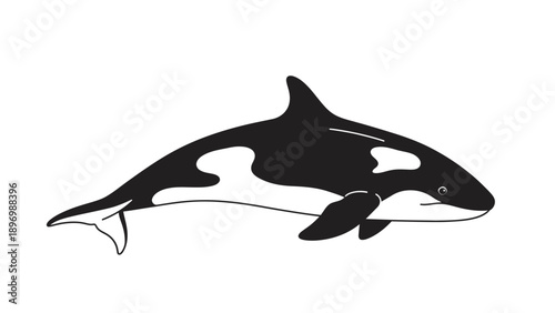 Black and White Orca Whale Illustration.