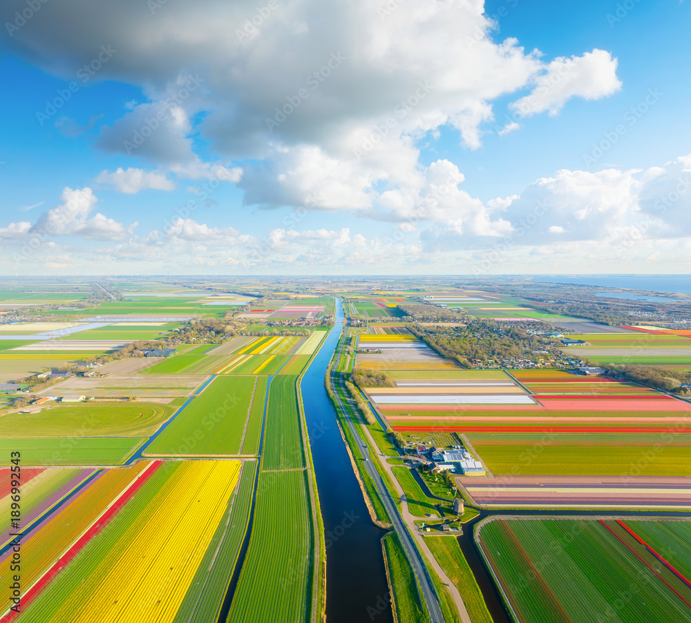 Fototapeta premium Aerial view of vibrant tulip fields in the Netherlands at sunrise. Nature. Symmetrical rows of colorful flowers stretching toward a calm canal. Stunning geometric pattern of blooming tulips. 