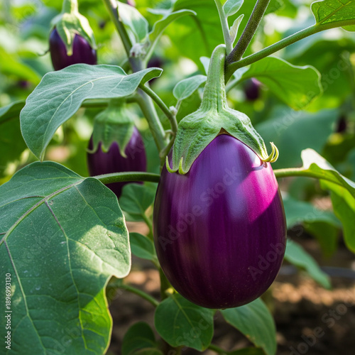 Purple eggplant in the garden