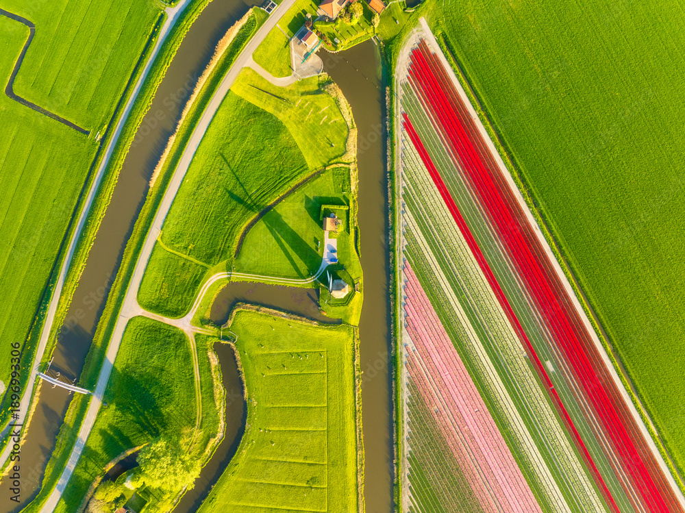 Fototapeta premium Aerial view of vibrant tulip fields in the Netherlands at sunrise. Traditional Dutch windmill stands by a calm canal. Symmetrical rows of colorful flowers creating a stunning geometric pattern. 