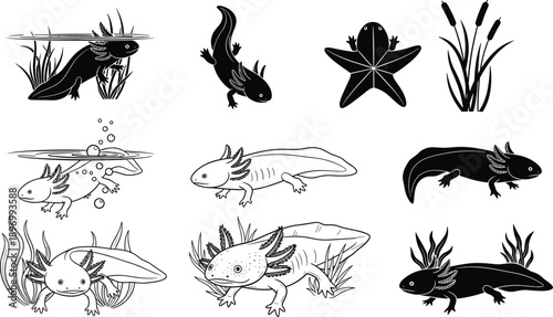 Axolotl silhouettes and outlines set aquatic salamander amphibian collection black white illustration isolated water plants design