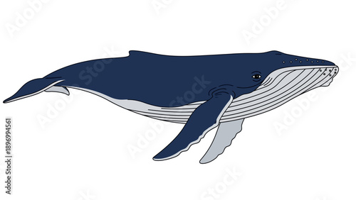 Blue Whale Illustration Side View.