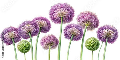 Close up of vibrant pink allium flowers with green stems on a black background